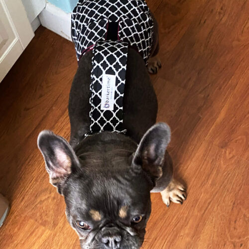 Lili - Clark 1 - barkertime Lili - Clark 1 - barkertime