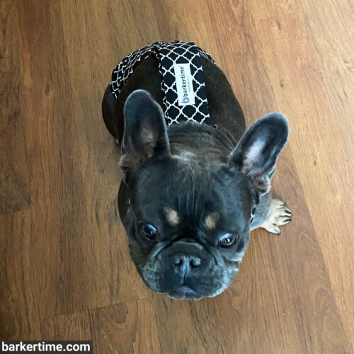 Lili - Clark 2 - barkertime french bulldog dog diaper