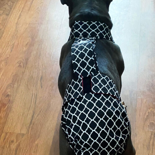 Lili - Clark 3 - barkertime french bulldog dog diaper