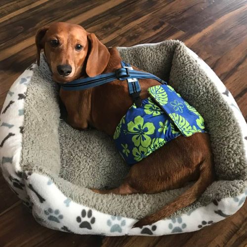 dachshund dog belly band and suspenders