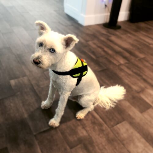 neon green harness - toby 1 dog harness