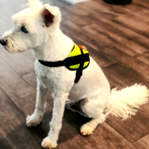 neon green harness - toby 2 dog harness