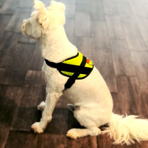 neon green harness - toby 3 dog harness