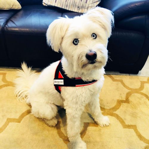 toby - dog harness 2