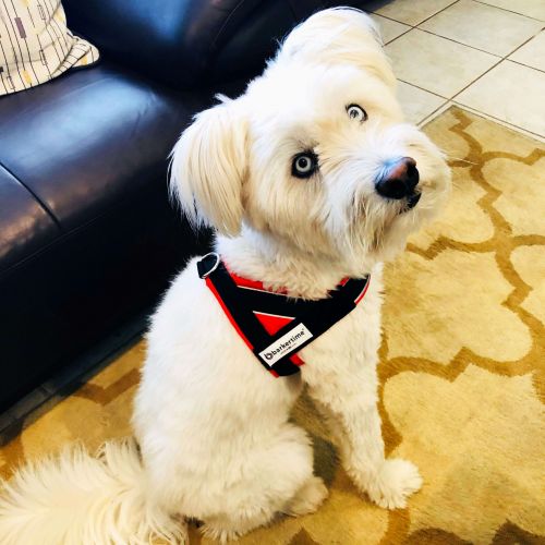 toby - dog harness 3