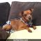 minpin dog diaper