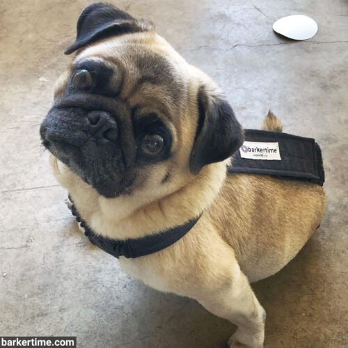Augie - Klewer - barkertime pug dog diaper