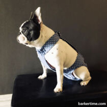 french bulldog dog diaper