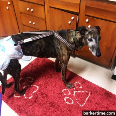 dog diaper suspender to keep diapers on