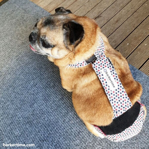 kyra 1 - barkertime pug dog diaper