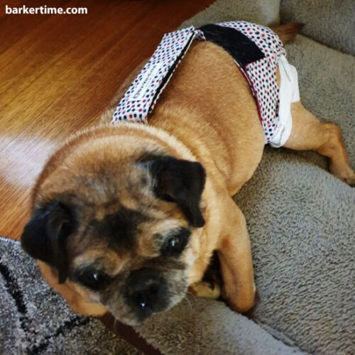 kyra 2 - barkertime pug dog diaper