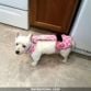 west highland terrier dog diaper