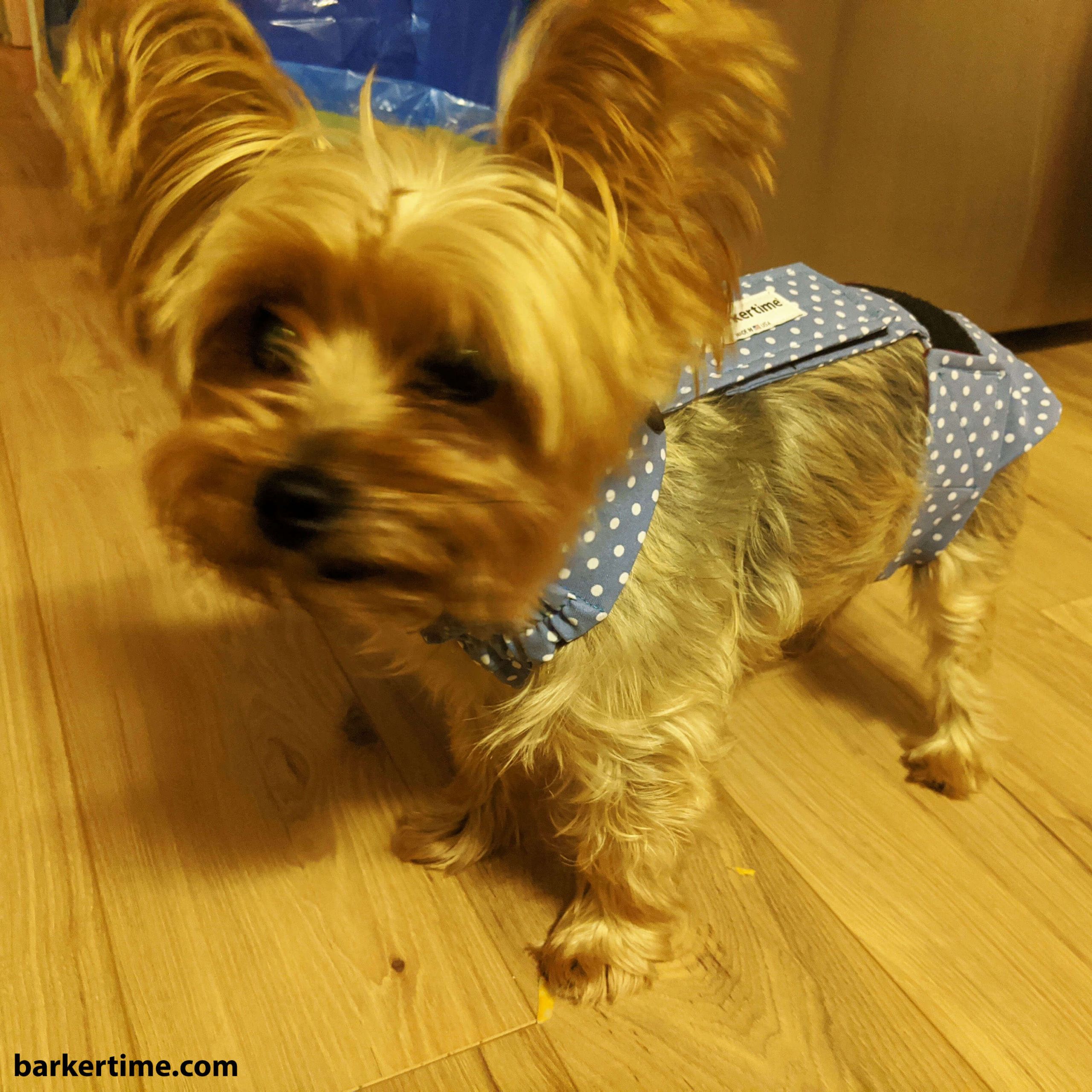 White Polka Dot on Baby Blue Escape-Proof Washable Dog Diaper Overall