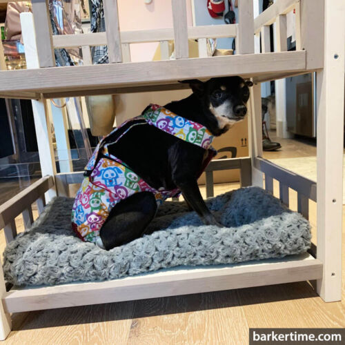 Carissa Bennett 1 - barkertime chihuahua dog diaper