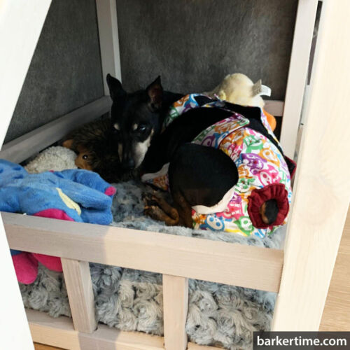 Carissa Bennett 2 - barkertime chihuahua dog diaper