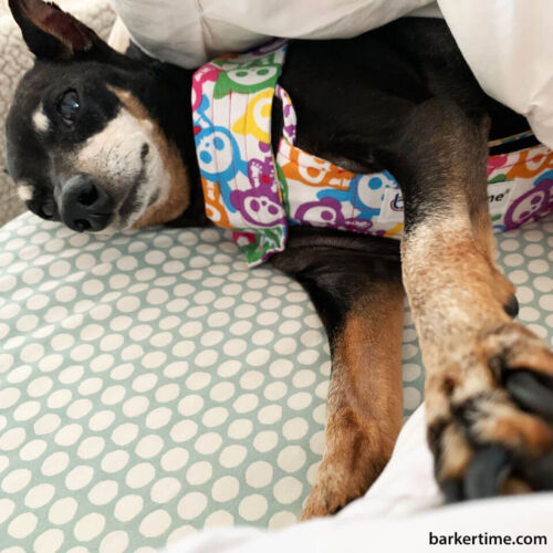 Carissa Bennett 4 - barkertime chihuahua dog diaper