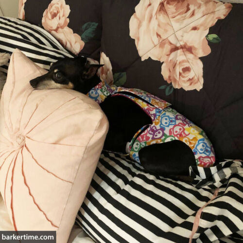 Carissa Bennett 7 - barkertime chihuahua dog diaper