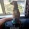 dachshund dog diaper