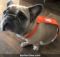 french bulldog dog diaper