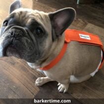 french bulldog dog diaper