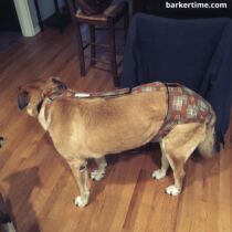 escape proof dog diaper