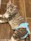 domestic shorthair cat diaper