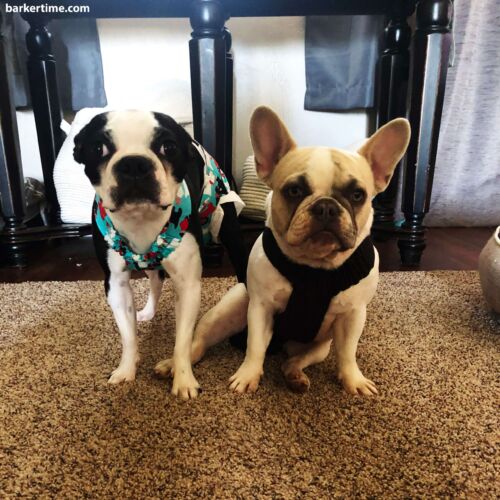 Ella & Oakley 1 - barkertime Ella & Oakley 1 - barkertime