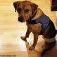 dog diaper harness to keep diaper on amputee dog