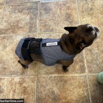 french bulldog dog diaper