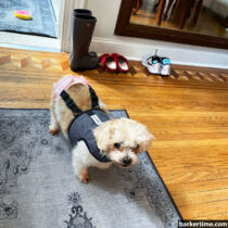 shihtzu poodle dog diaper suspender harness