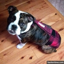 english bulldog dog diaper