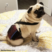 pug dog diaper belly band suspender