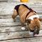 english bulldog dog diaper