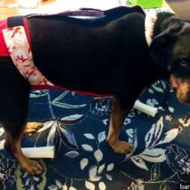 large dog diaper overall