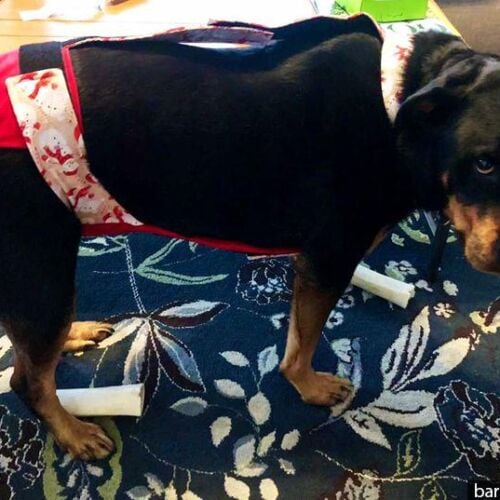 Aida - Elizabeth (ig) - barkertime large dog diaper overall