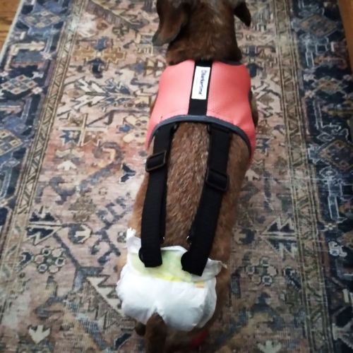 dachshund dog diaper harness