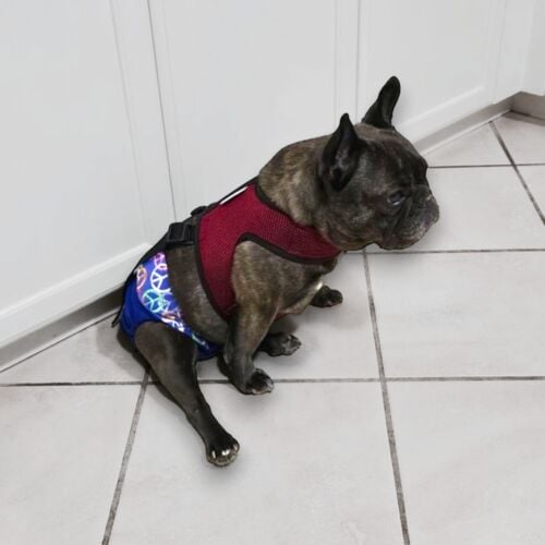Mazzy - Kirk-Photoroom french bulldog dog diaper harness