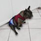 french bulldog dog diaper harness