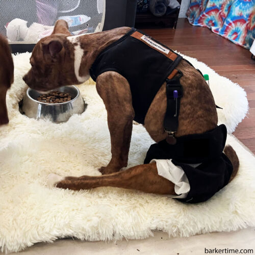 Xena - kading - barkertime dog diaper suspender harness