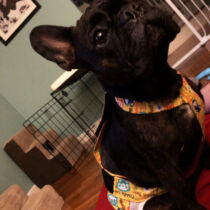 french bulldog dog diaper