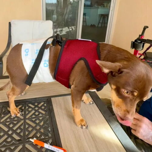 etsy review burgundy harness etsy review burgundy harness