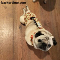 pug dog diaper
