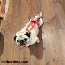 pug dog diaper