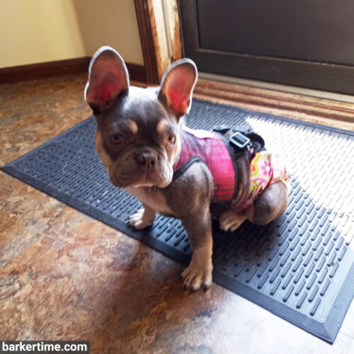 titus - mitchem - fb - barkertime french bulldog dog diaper harness