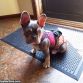 french bulldog dog diaper harness