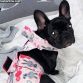 frenchie french bulldog dog diaper