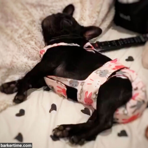 Olive - Mendoza 2 - barkertime frenchie french bulldog dog diaper
