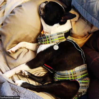 french bulldog dog diaper