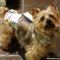 yorkie dog diaper