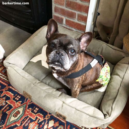 frankie - muller 12 5 19 - barkertime french bulldog dog diaper